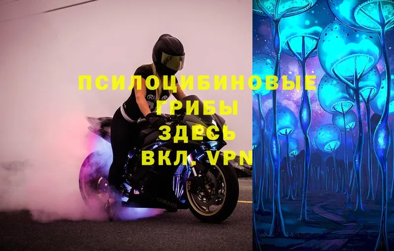 Псилоцибиновые грибы Magic Shrooms  Ряжск 